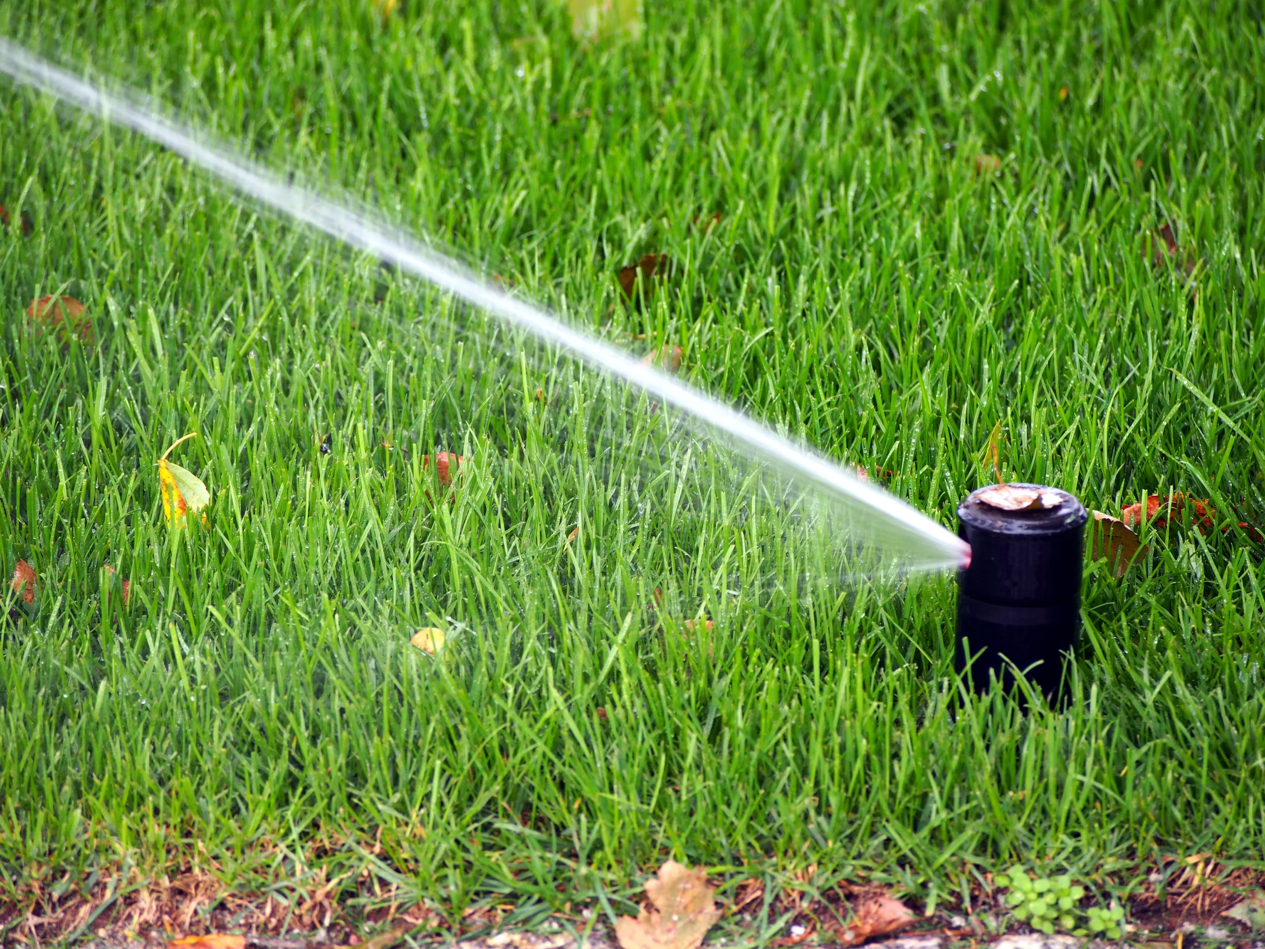 Sprinkler head watering a green lawn with fallen autumn leaves – irrigation system for seasonal lawn care and winterization.